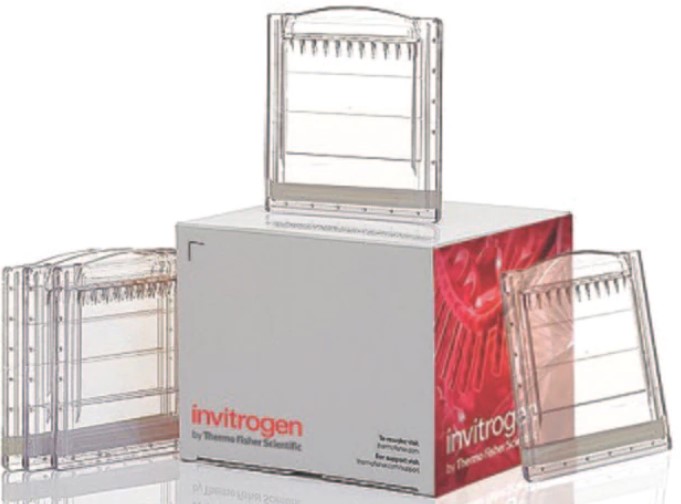 Invitrogen™ Novex™ Tricine Protein Gels Protein Gel Electrophoresis